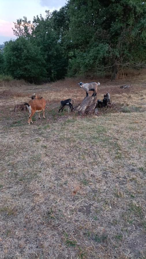 Monclar-de-Quercy Lodge Royal Quercy מראה חיצוני תמונה